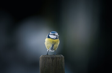 Blue tit (cyanistes caeruleus) on a fence