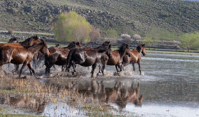 herd of horses