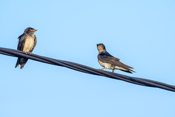 Adult and grown-up chick of Grey-breasted Martin (Progne chalybea) in park, Montevideo, Uruguay