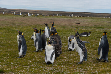 The king penguin (Aptenodytes patagonicus)