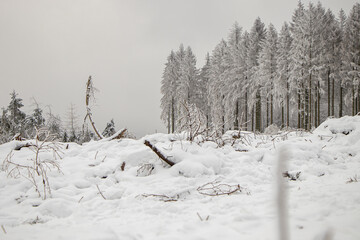 Tannen im verschneiten Winterwald