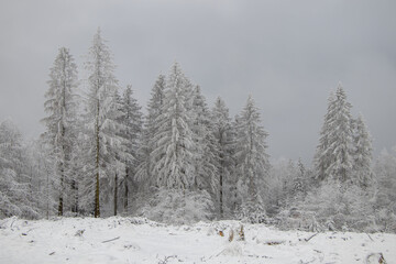Tannen im verschneiten Winterwald