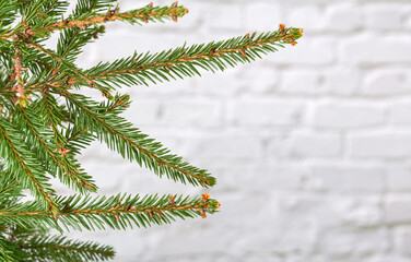 fir tree branches on white briks background