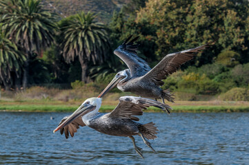 Brown Pelicans (Pelecanus occidentalis) in Malibu Lagoon, California, USA