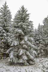 Tannen im verschneiten Winterwald