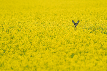 Roe deer in field with yellow oil seed