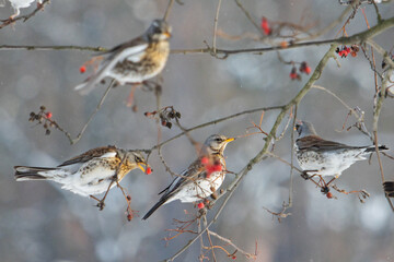birds eat berries to keep warm in cold winter, birds freeze on ice