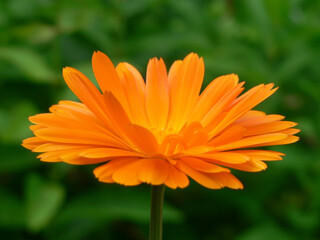 bright orange flower on dark green background