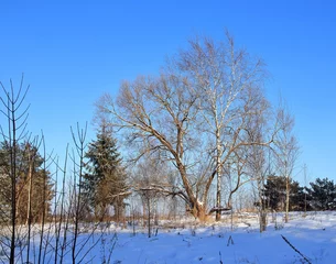Foto auf Leinwand sunny winter day in nature © sanek70974