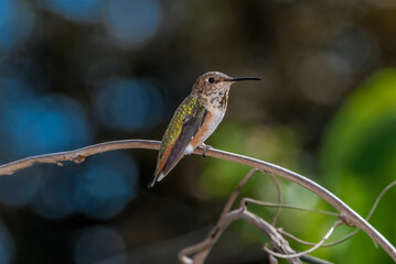 Female or subadult male of Allen's Hummingbird (Selasphorus sasin) in garden, Los Angeles, California, USA