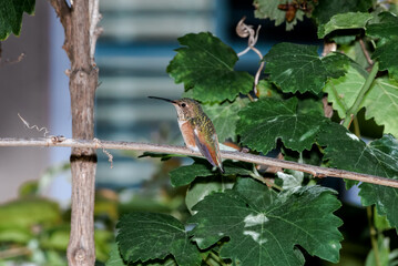 Female or subadult male of Allen's Hummingbird (Selasphorus sasin) in garden, Los Angeles, California, USA