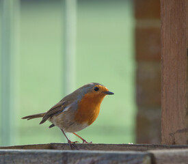 macro close up of robin red breast looking to a tray of food