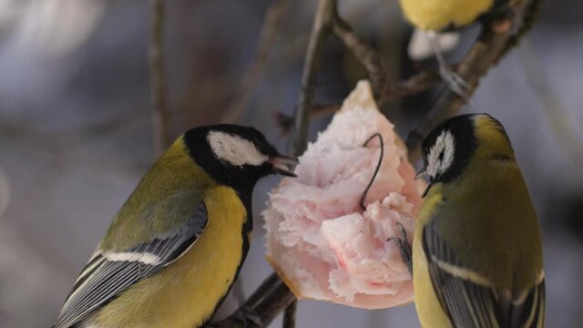 Three tits eat lard suspended by a wire from a tree branch in the garden. Frosty winter. Slow motion.