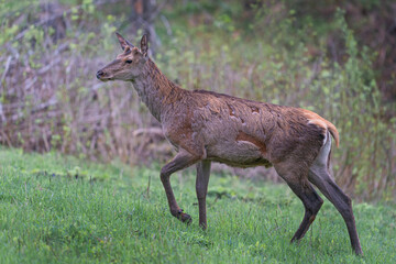 Yong red deer in autumn forest, (cervus elaphus)