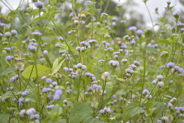 beautiful purple flower with green leaves