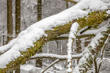 verschneite äste im Winterwald