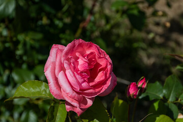 pink rose in garden