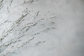 thin twigs spikelets on a gray background
