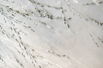 thin twigs spikelets on a gray background
