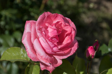 pink rose in garden