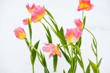 pink tulips lie on the snow. top view. copy space. flat lay 