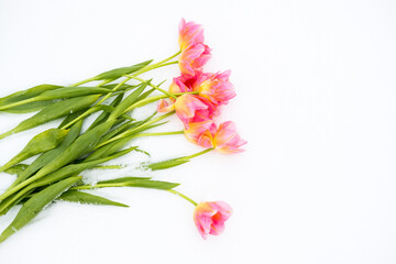 pink tulips lie on the snow. top view. copy space. flat lay 
