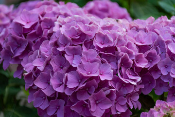 purple lilac flowers
