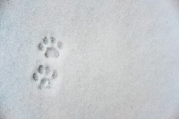 cat's footprints in the snow. flat lay. top view
. copy space. 