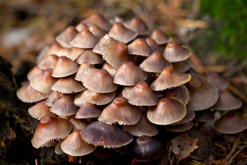 Mycena mushrooms grow in clusters on rotting wood