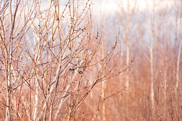 Red branches of trees and a bird flies in them in the sprin.