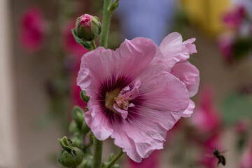 close up of a flower