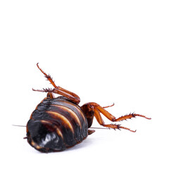 Argentinian wood roach aka Blaptica dubia, isolated on white background.