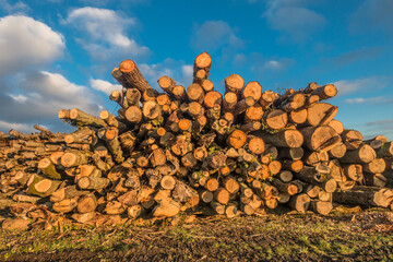 Morsche baumstämme zur Herstellung von Rindenmulch