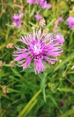 Wildflowers in the Carpathians