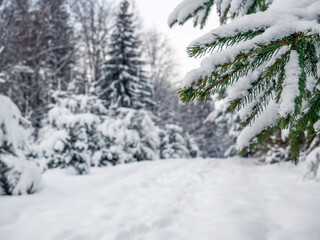 Fir branch covered with fresh white snow.