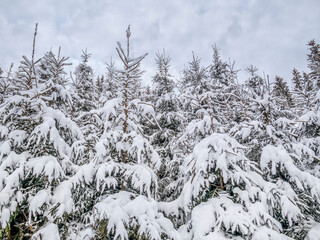 Winter landscape with pine trees covered with fresh white snow