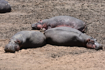 Hippo in Maasai Mara, Kenya