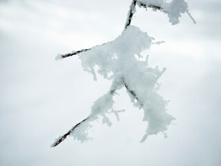 Tree branches covered with frozen ice snow. Winter landscape.