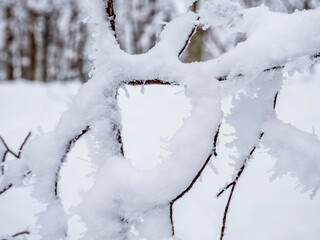 Tree branches covered with frozen ice snow. Winter landscape.