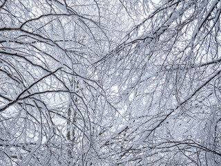 Tree branches covered with frozen ice snow. Winter landscape background.