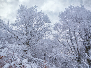 Trees covered with snow against the sky. Winter landscape background.