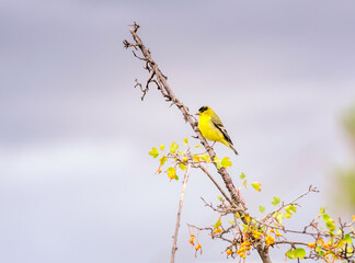An American Goldfinch (Spinus tristis) perches on a branch at the Supulveda Wildlife Reserve in Van Nuys, CA.