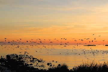 Obraz na płótnie Canvas Flock of seagulls during beautiful sunset. 