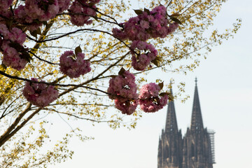 Kirschblüte, Kölner Dom - 406821909