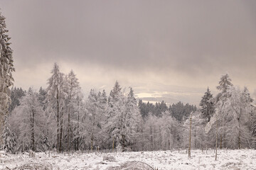verschneite Bäume im Winterwald 
