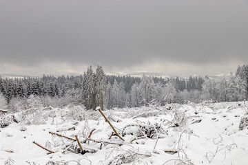verschneite Bäume im Winterwald 