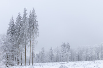 verschneite Bäume im Winterwald 