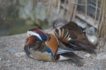 mandarin duck in zoo