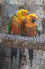 green and yellow macaw kissing