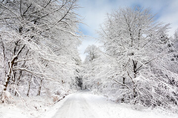Fototapeta na wymiar Beech forest in the snow